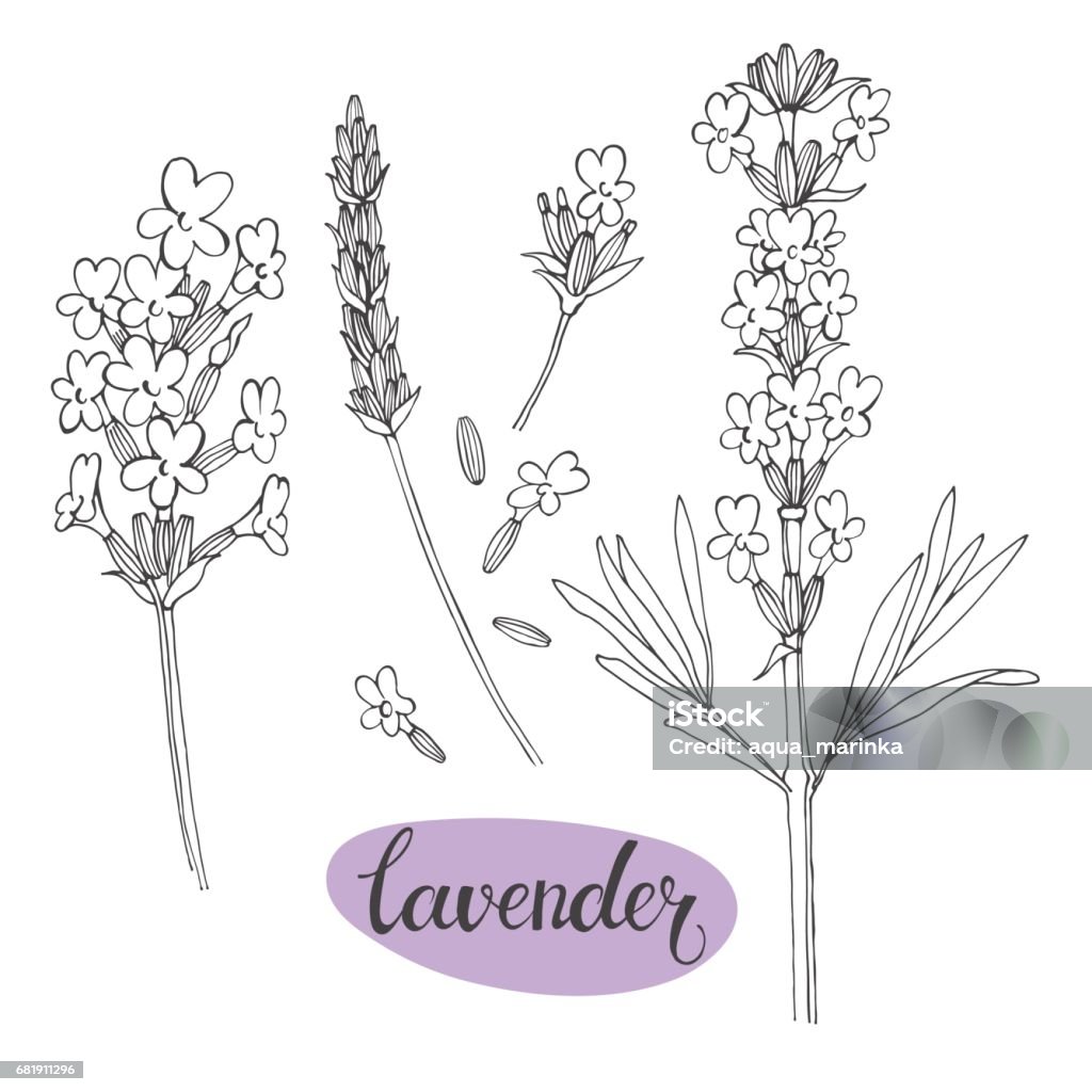 Lavender Vector Illustration: Hãy cùng xem qua bức hình vector minh họa về hoa oải hương đầy tinh tế và đẹp mắt. Từng đường nét được thiết kế tỉ mỉ với màu sắc trung tính tạo nên sự ấm áp như lời chào đón mỗi ngày mới.
