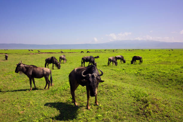 Wildebeest herd grazing in savanna. Ngrorngoro national park, Tanzania