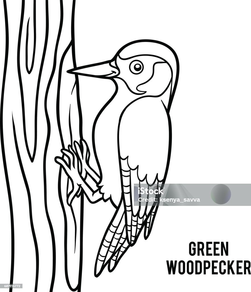 Coloring book, Green woodpecker Coloring book for children, Green woodpecker Bird stock vector