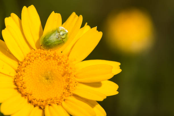Green tortoise beetle on yellow daisy. Green tortoise beetle insect, Cassida viridis, on yellow daisy. cassida viridis stock pictures, royalty-free photos & images