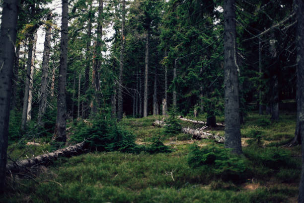 istock Forest of pine in the mountains 681917488