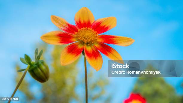 A Macro Shot Of A Dahlia In Full Bloom In The Garden Stock Photo - Download Image Now