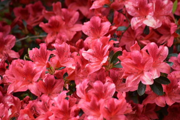istock Host of pink azalea flowers 681917714