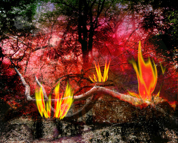 paisaje de bosque oscuro con árboles en llamas y llamas - tree branch burnt silhouette fotografías e imágenes de stock
