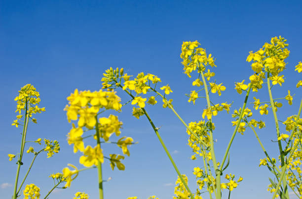 istock Rape flowers on a background of blue sky 681925958