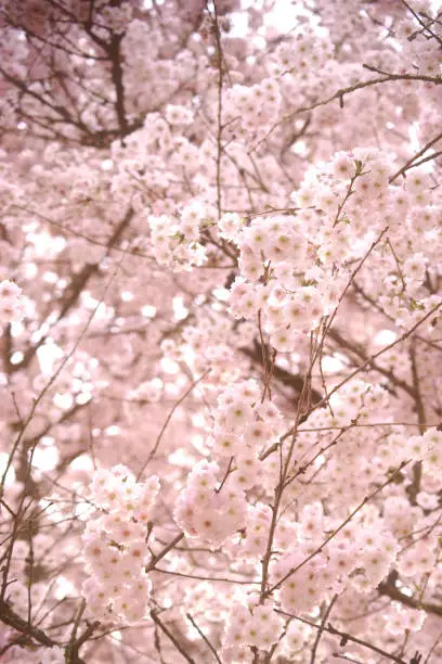 The soft pink flowers of Higan-cherry, Prunus subhirtella, in spring.