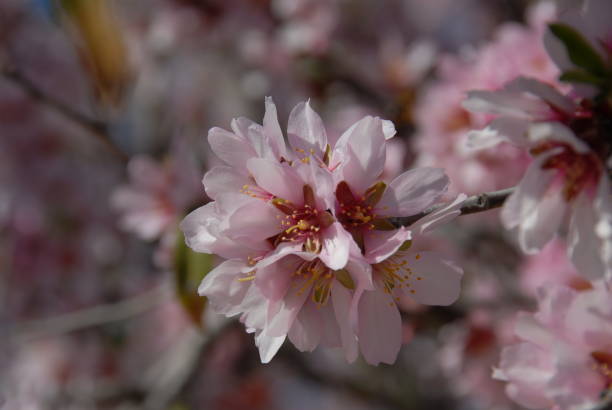 istock Almond blossom in Spain 681932328