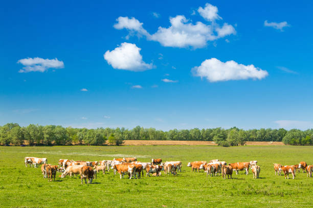 istock Cows in Lonjsko polje, Croatia 681932448