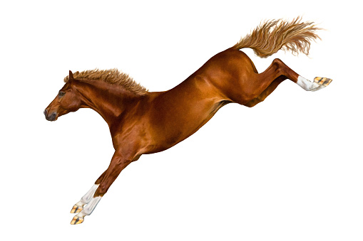 A horse stands on the front legs.