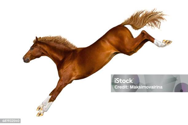 Foto de Um Cavalo Pulando Sobre Fundo Branco e mais fotos de stock de Cavalo  - Família do cavalo - Cavalo - Família do cavalo, Pular, Cauda - iStock