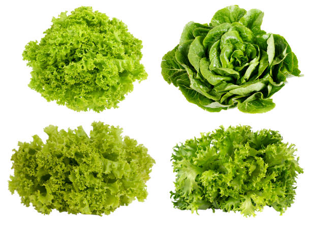 istock Fresh green lettuce isolated on white background. 681932558