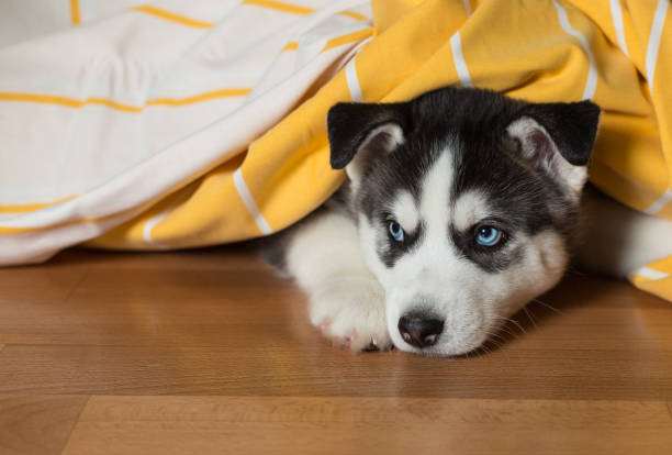 istock Puppy lies on the floor under the blanket. 681935106