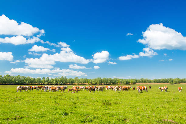 istock Cows in Lonjsko polje, Croatia 681935604