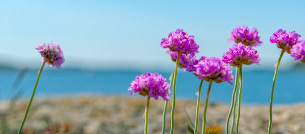 istock Sea Thrift flowers in a row 681939188
