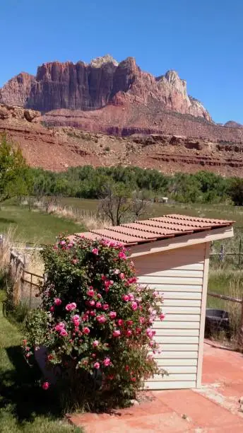 Pumphouse and climbing rose bushes with Mt Kinesava peak in background near Zion National Park Utah