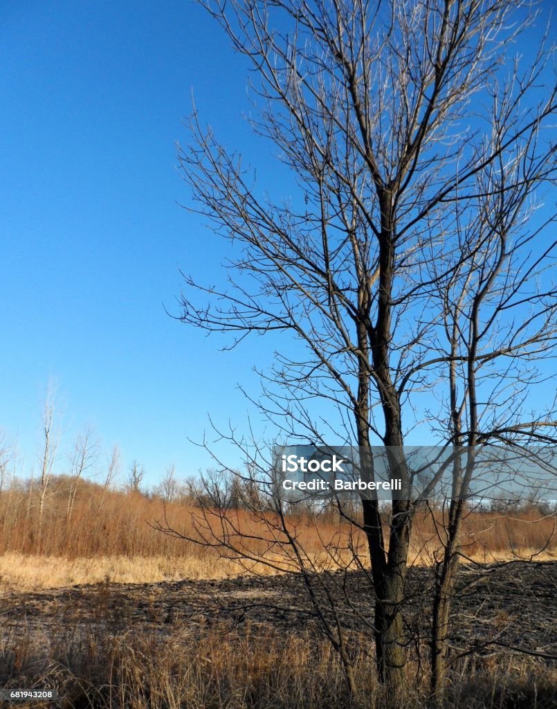 Cbare Tree Bare Tree Stock Photo - Download Image Now - Bare Tree, Blue, Brown ...