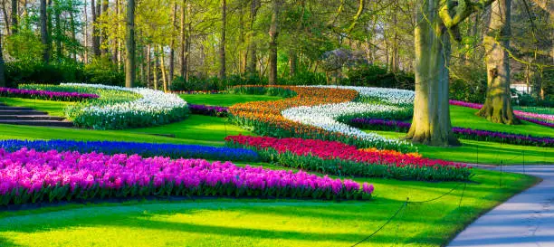 Colorful spring flowers in a park. Location is Keukenhof Gardens in the Netherlands