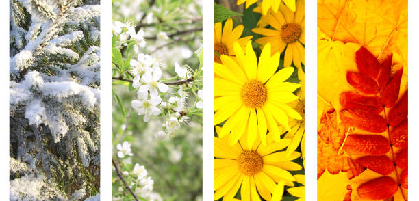 istock Four seasons of year 681943448