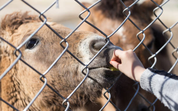istock The horse eats behind a metal fence 681946468