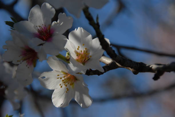 istock Almond blossom in Spain 681946550