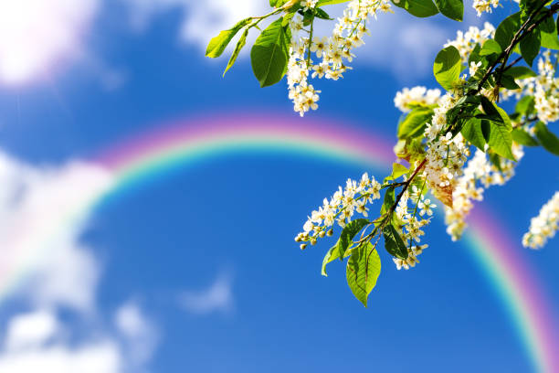 istock Flowering cherries (lat. Prunus padus) against the blue sky 681947486