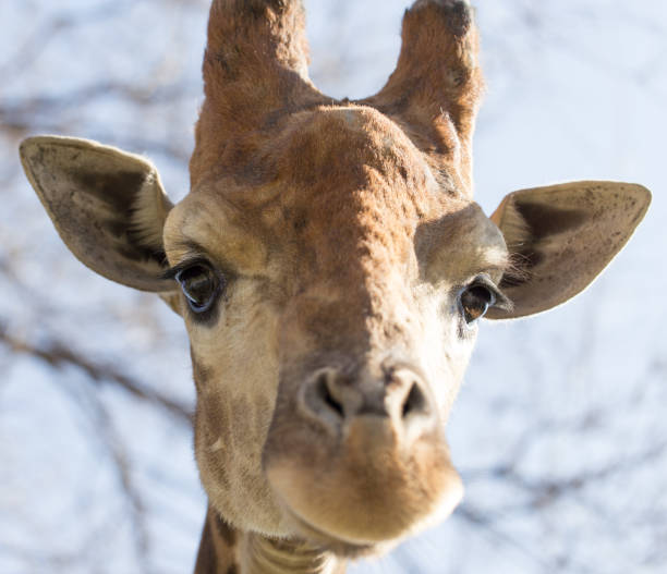 istock Portrait of a giraffe on a wood background 681952286