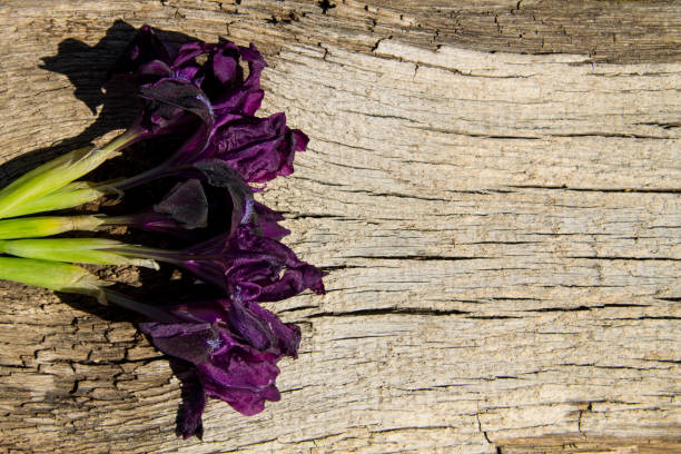 Bunch of purple carnations on rustic vintage wooden background with copy space