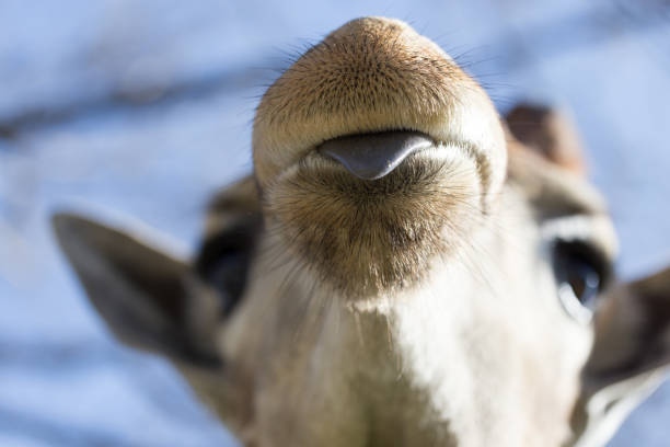istock Giraffe shows the language in nature 681952780