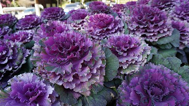 istock Close-Up Of Pink Flowers 681954481