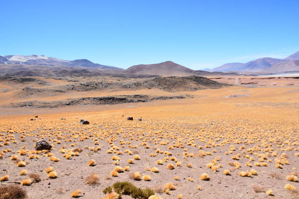 istock Landscape and nature at Atacama desert in Chile 681955376