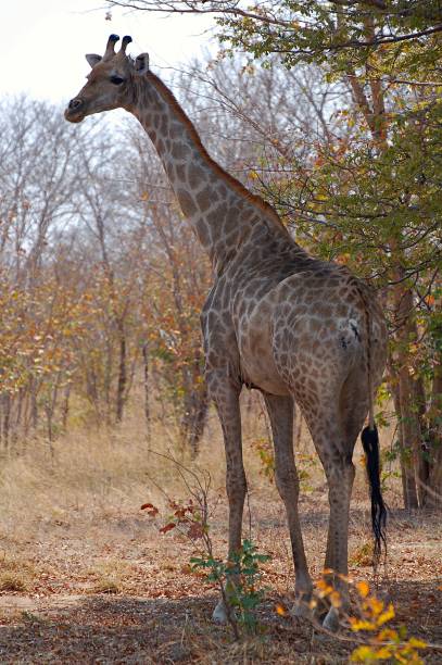 Proud Giraffe next to the street in the Etosha National Park stock photo