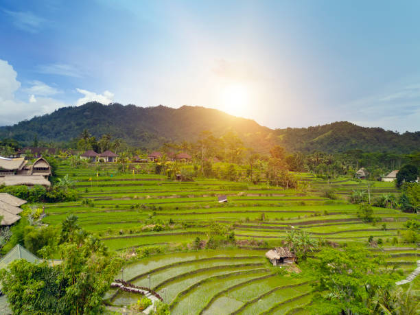 istock Aerial view from drone on rice terraces. Indonesia. Bali. 681959432