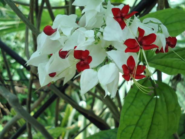 istock Close-Up of White Flowers 681959534