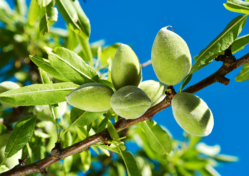 closeup of a branch of an almond tree with some green almonds against the blue sky