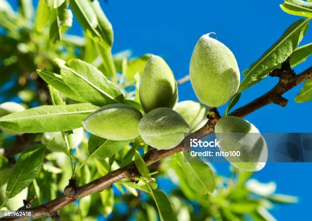 Branch Of Almond Tree With Green Almonds Stock Photo - Download Image Now - Almond Tree, Unripe, Almond