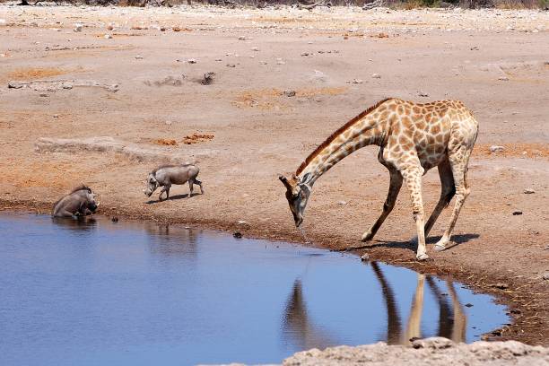Drinking young Giraffe in the Etosha National Park in Namibia stock photo