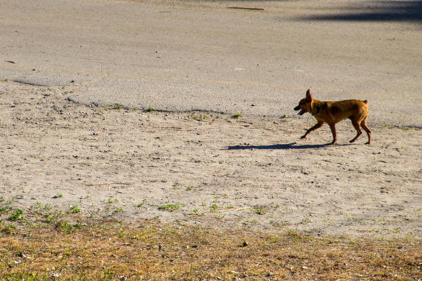 istock Brown miniature pinscher in park 681962892