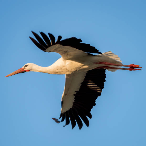 istock Stork (Ciconia ciconia) with large wings flying with sunset light (birth concept) 681966072