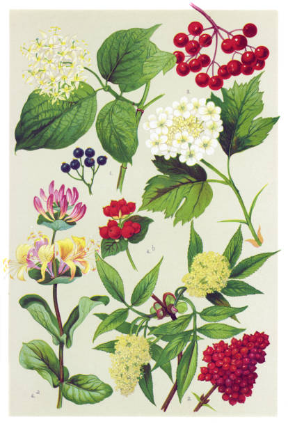 Medicinal and Herbal Plants Antique illustration of a Medicinal and Herbal Plants.  cornus sanguinea stock illustrations