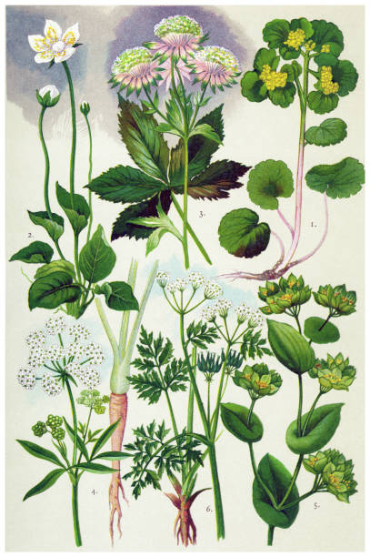 ilustraciones, imágenes clip art, dibujos animados e iconos de stock de plantas medicinales y hierbas - cerefolio agreste