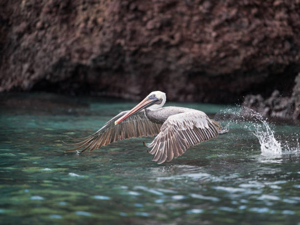 istock Pelican taking off, Galapagos Islands, Ecuador 681966526