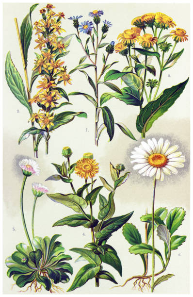 Medicinal and Herbal Plants Antique illustration of a Medicinal and Herbal Plants.  inula stock illustrations