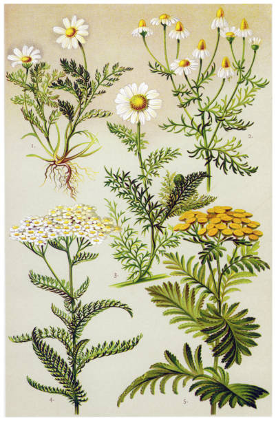 лекарственные и травяные растения - chamomile plant chamomile german chamomile annual stock illustrations