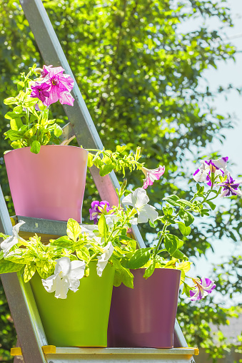 Bright petunias in multi-colored flower pots on the stepladder  on a background of green foliage and blue sky