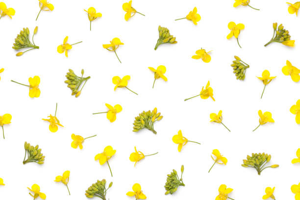 istock Rapeseed Flowers Isolated on White Background 681966836