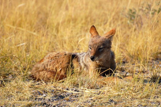 Resting Jackal in the Etosha National Park in Namibia stock photo