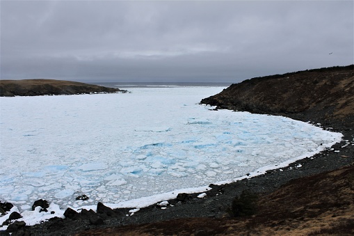 Pack Ice in Ferryland, Newfoundland and Labrador, Canada, April 22, 2017. Heavy pack ice fills the bay right to the beach.