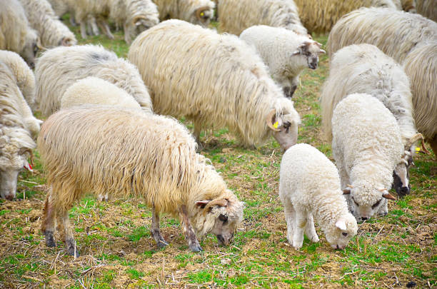 istock Flock of sheep grazing 681970536