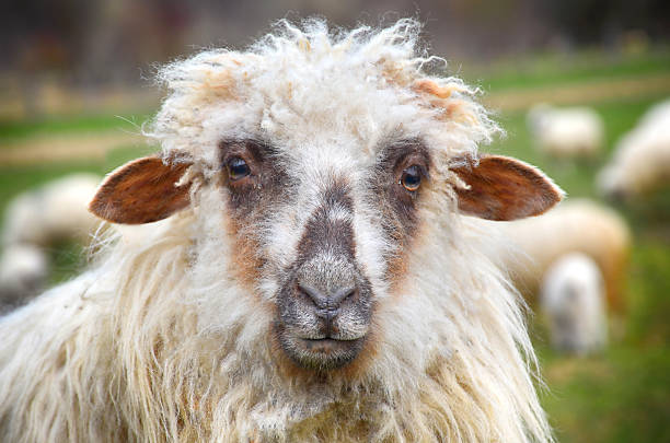 romney moutons, ovis signe du bélier - lamb merino sheep sheep focus on foreground photos et images de collection