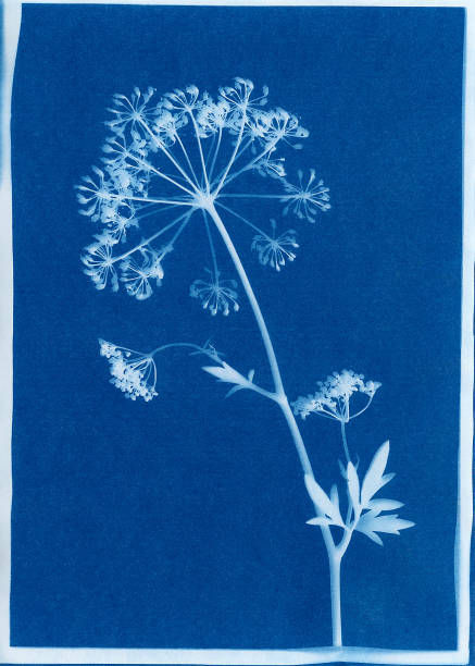 istock cyanotype of flat-leaf parsley flower head 681975724